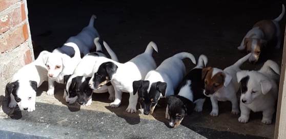 Chiots jack russel