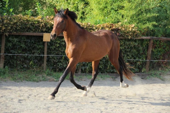 Très beau cheval espagnol Tgentil