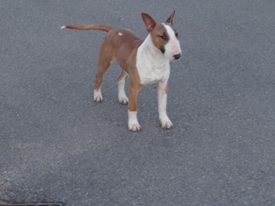 Annonce occasion, vente ou achat 'chiot bull terrier femelle'