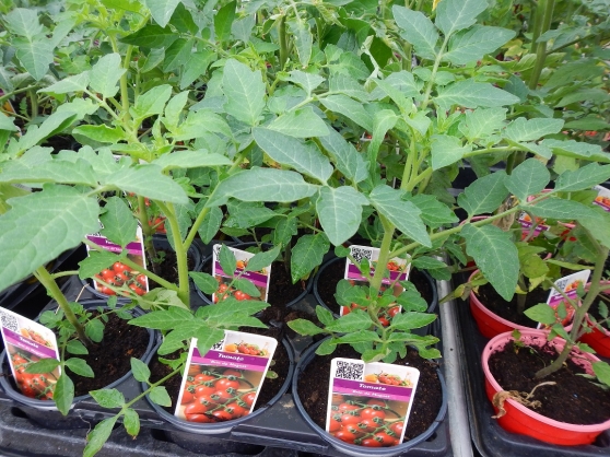 Annonce occasion, vente ou achat '63 varits de plants de tomates'