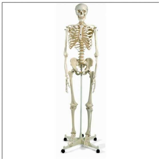 Annonce occasion, vente ou achat 'Vend Squelette Anatomique'