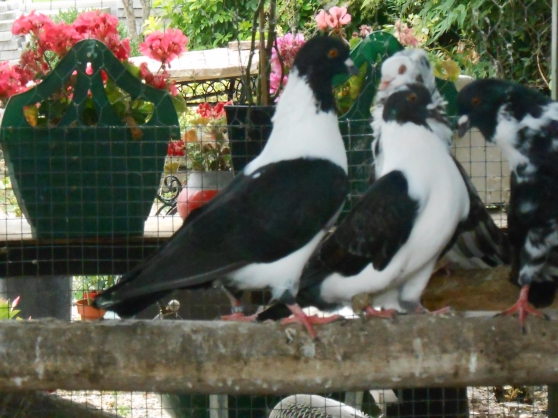 Annonce occasion, vente ou achat 'pigeons de race'