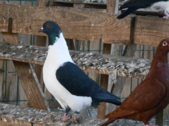 pigeon de race strasser
