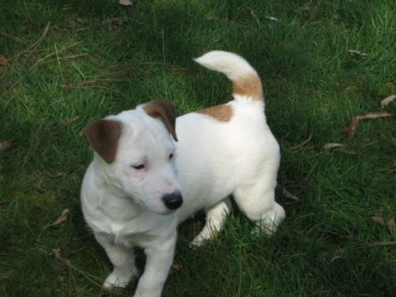 Annonce occasion, vente ou achat 'Etalon Jack Russel Terrier pour Saillie'