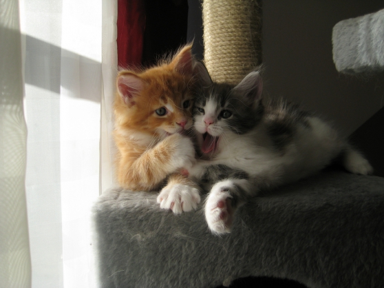 Chaton a donner en ariege