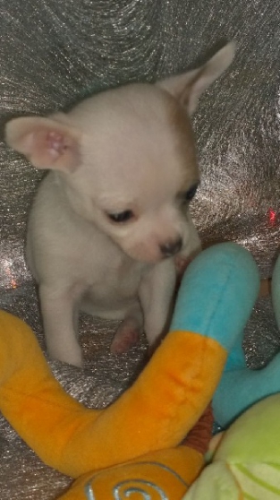 Chiots type chihuahua dispos