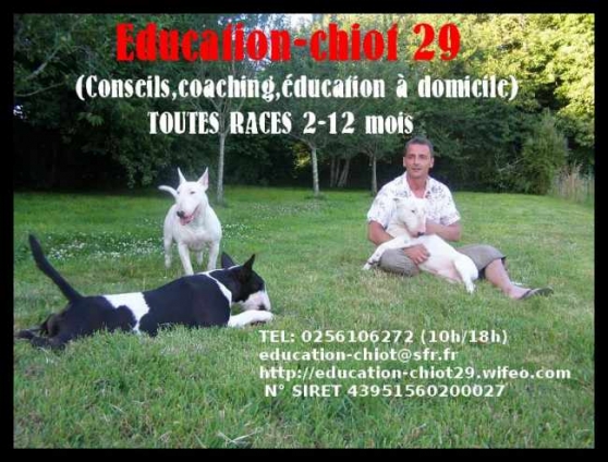 Educateur canin à domicile (Bretagne)