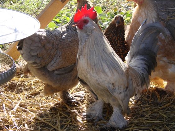 Annonce occasion, vente ou achat 'Poules naines - Oeufs fconds'