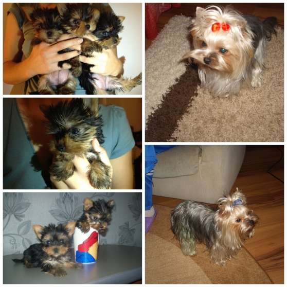 Annonce occasion, vente ou achat 'Yorkshire Terrier Toy - 480 Grammes'