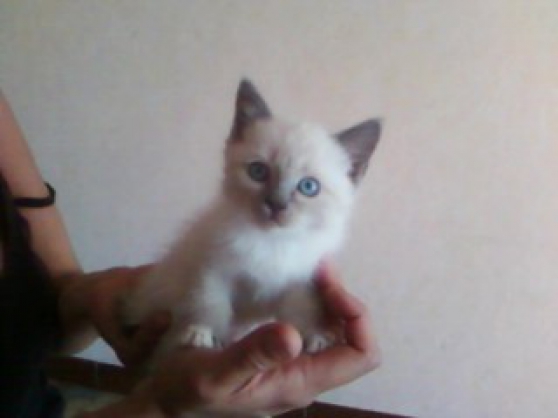 Chatons Sacre De Birmanie A Reserver Marche Fr Chatons Sacre De Birmanie A Reserver Marche Fr