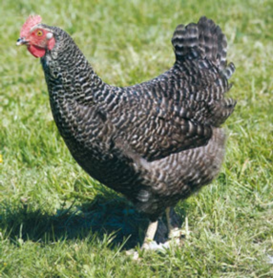 Annonce occasion, vente ou achat 'Cherche personne pour garder nos poules'