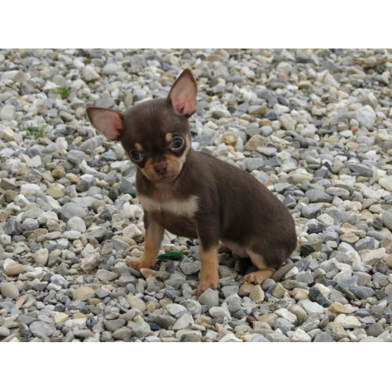 Annonce occasion, vente ou achat 'Chiots chihuahua pure race'