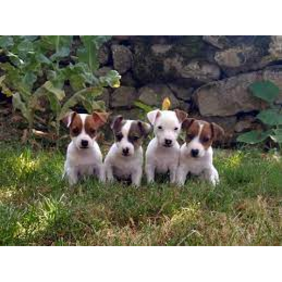 Annonce occasion, vente ou achat 'chiots jack Russell non LOF'