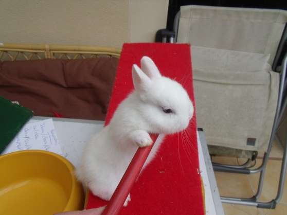 Annonce occasion, vente ou achat 'petits lapins garantis race naine'
