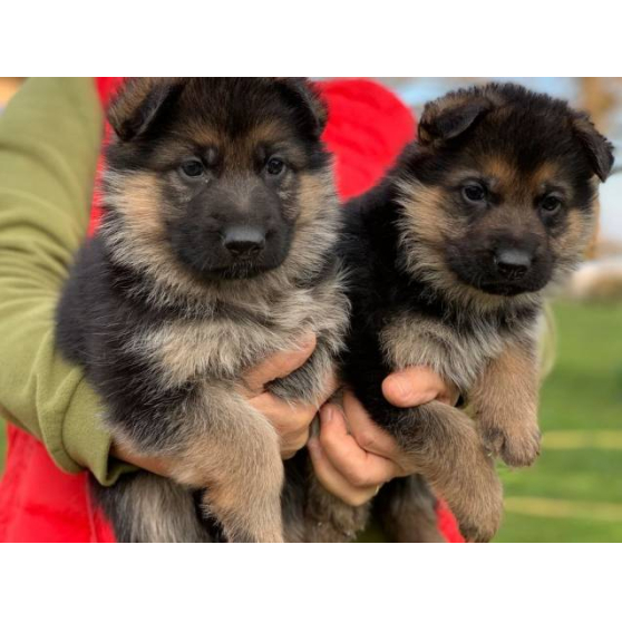 Chiots berger allemand pure race
