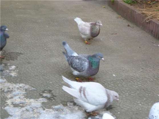 Vends gros pigeons Texans Reproduction