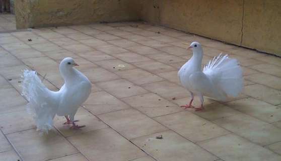 pigeon paon fantail - Photo 2