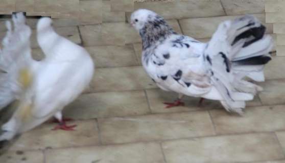 pigeon paon fantail - Photo 3