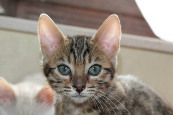 Annonce occasion, vente ou achat 'magnifiques chatons bengal femelles'