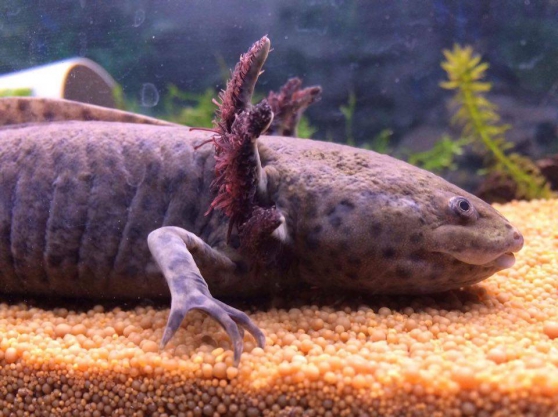Annonce occasion, vente ou achat 'Rservation axolotl'