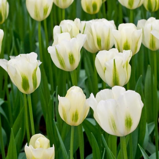 Annonce occasion, vente ou achat 'Bulbes de tulipes Viridiflora'