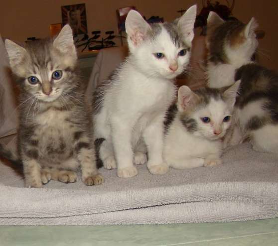 Annonce occasion, vente ou achat 'Donne 3 joli chatons contre bon soin'