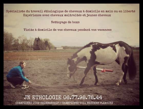 Travail éthologique de vos chevaux