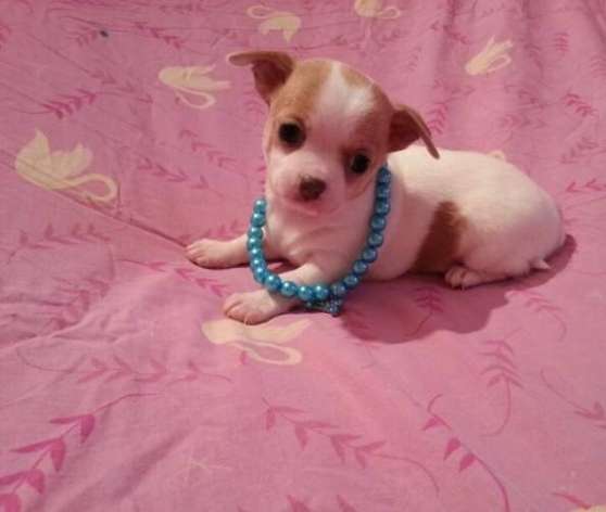 Annonce occasion, vente ou achat 'Chiots type Chihuahua Poils Courts'