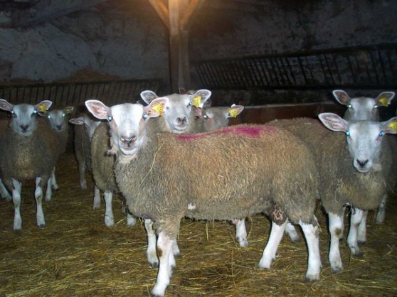 Annonce occasion, vente ou achat 'Moutons et Chvres'