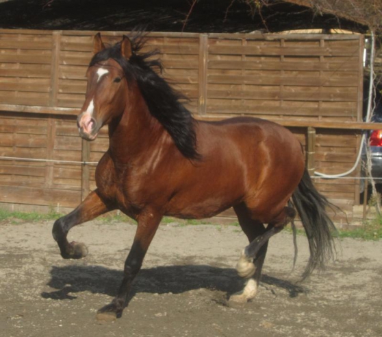 Annonce occasion, vente ou achat 'Trs beau cheval espagnol PP Tgentil'