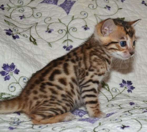 Annonce occasion, vente ou achat 'Chaton type bengal mle disponible'