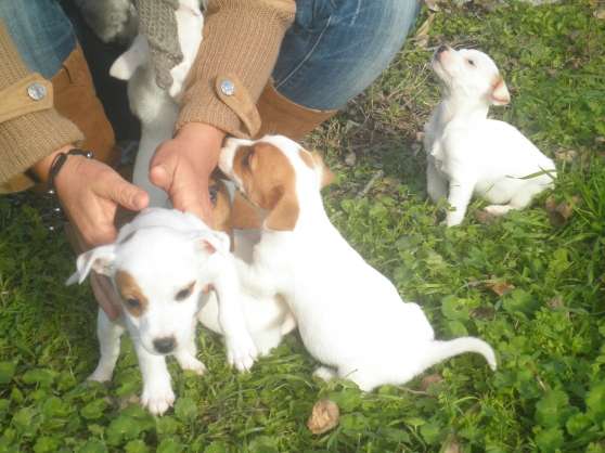 Recherchez Vente Ou Occasion Annonce Gratuite Sur Marche Fr