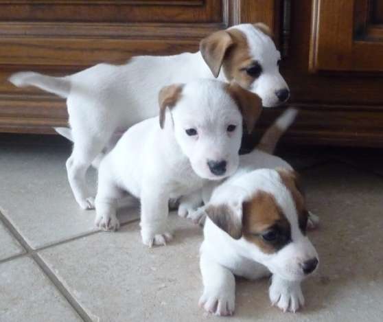 Annonce occasion, vente ou achat 'Don Chiots type jack russel'