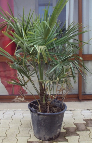 Annonce occasion, vente ou achat 'palmier rsistant au froid -18C'
