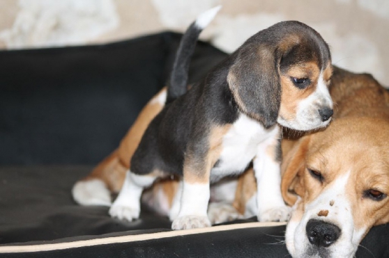 Annonce occasion, vente ou achat 'chiot beagle inscrite au lof'