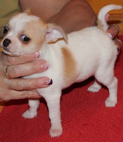 Annonce occasion, vente ou achat 'Magnifiques Chihuahua a donner'