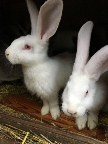 Annonce occasion, vente ou achat 'Vend lapins gants des Flandres'
