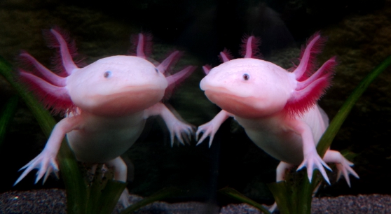 Une femelle axolotl leucistique