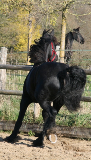 Annonce occasion, vente ou achat 'magnifique cheval frisonne'