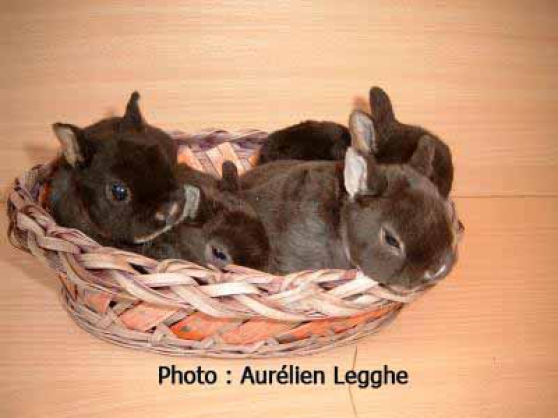 Annonce occasion, vente ou achat 'Elevage de lapins spcialis dans la rac'