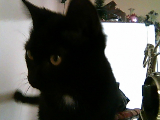 Chaton Femelle Noire Marche Fr