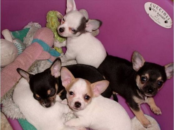 Annonce occasion, vente ou achat 'Superbes Chiots Chihuahua Pure Race Poil'