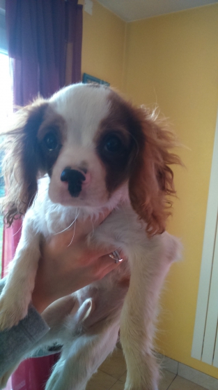 Annonce occasion, vente ou achat 'chiot mle cavalier king charles'