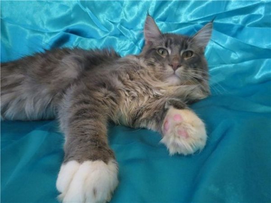 Annonce occasion, vente ou achat 'Saillie Mle Maine coon blue loof'