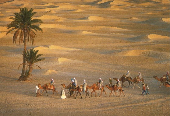Annonce occasion, vente ou achat 'Sjours au Sahara !'