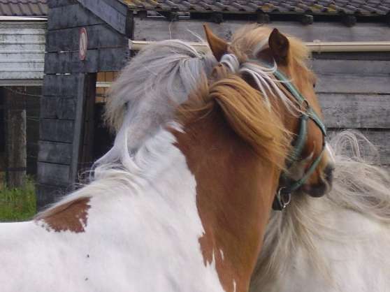 Annonce occasion, vente ou achat 'pension chevaux et poneys'