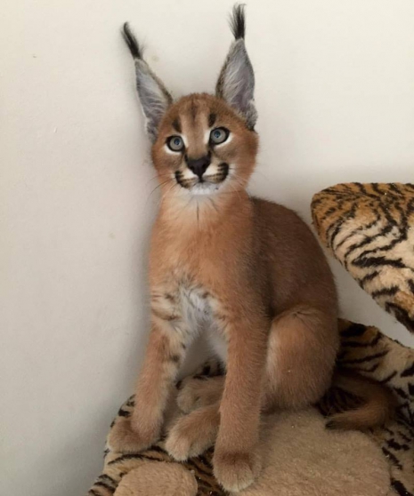Exotic Savannah F1 Serval Et Bengal Ch Marche Fr Exotic Savannah F1 Serval Et Bengal Ch Marche Fr