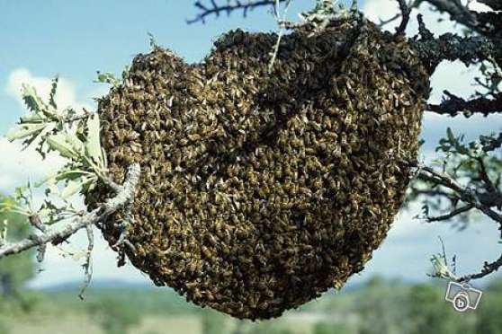 Annonce occasion, vente ou achat 'Rcupre essaim d\'abeilles'