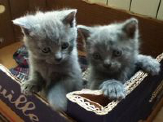Annonce occasion, vente ou achat 'Magnifiques chatons chartreux'