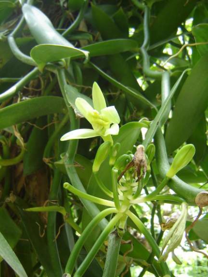 Orchidée Vanille